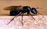 Carpenter Ants