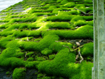 mossy roof photo
